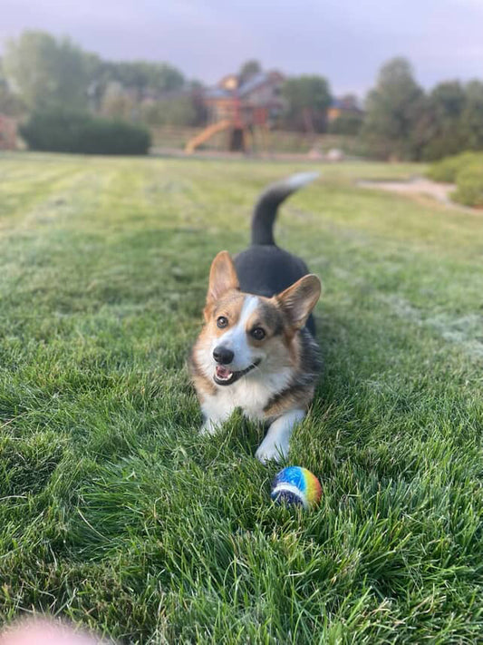 Higgins - Chiriqui - Panama - Medium-Light Roast