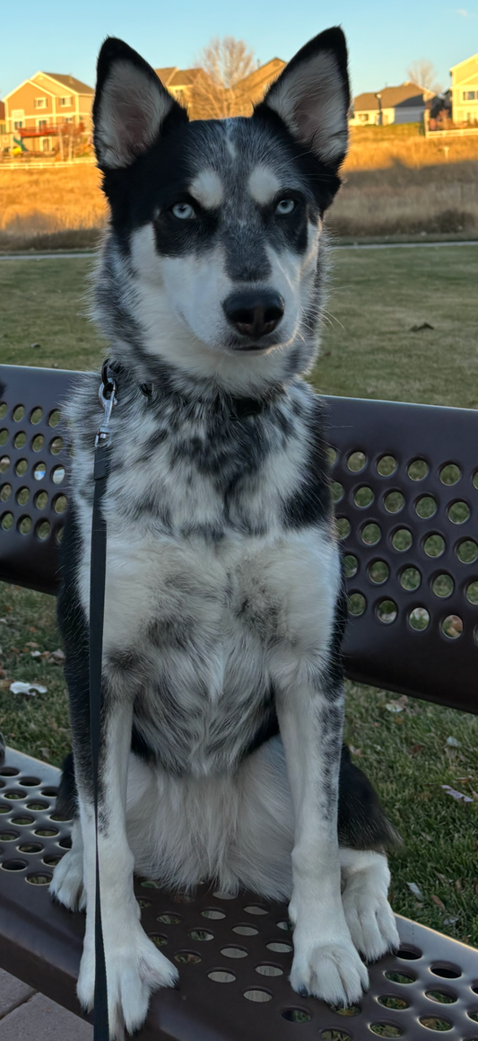 Nova - Ethiopia Limu - Medium Light Roast