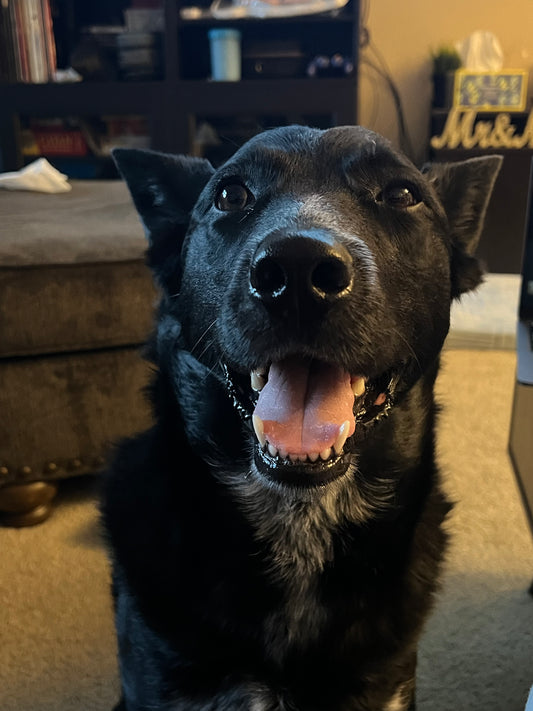 Blitzen - Yirgacheffe - Ethiopia - Light Roast