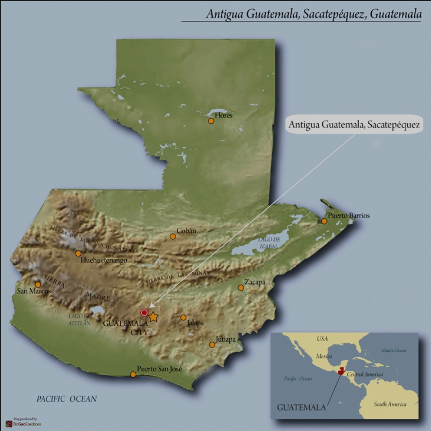 Reggie - Antigua - Guatemala - Medium Roast