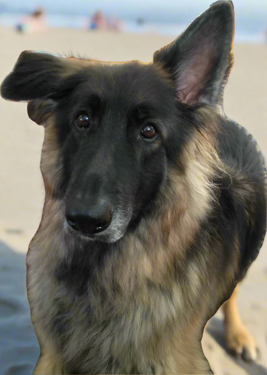 Kodiak - Jinotega, Nicaragua - Medium Roast