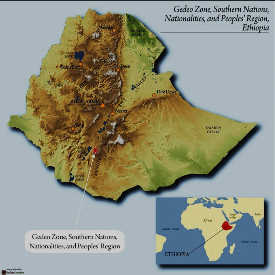 Blitzen - Yirgacheffe - Ethiopia - Light Roast